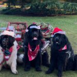 East Anglian Working Newfoundlands Dogs