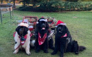 East Anglian Working Newfoundlands Dogs